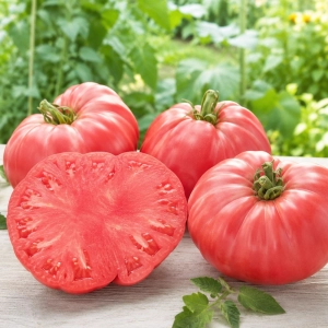 Pomidor Rosa odmiana pomidora befsztykowego o owocach o wadze do 900g nasiona 20 szt. - ReinSaat