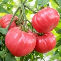 Pomidor Rosa odmiana pomidora befsztykowego o owocach o wadze do 900g nasiona 20 szt. - ReinSaat