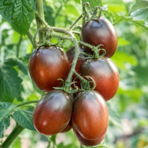 Pomidor Black Plum odmiana koktajlowa o smacznych owocach nasiona 30 szt. - ReinSaat