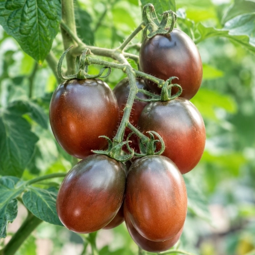 Pomidor Black Plum odmiana koktajlowa o smacznych owocach nasiona 30 szt. - ReinSaat