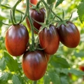 Pomidor Black Plum odmiana koktajlowa o smacznych owocach nasiona 30 szt. - ReinSaat