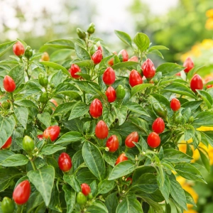 Papryka chilli Capela Rot odmiana plenna o drobnych czerwonych owocach nasiona 30 szt. - ReinSaat