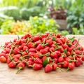 Papryka chilli Capela Rot odmiana plenna o drobnych czerwonych owocach nasiona 30 szt. - ReinSaat