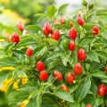 Papryka chilli Capela Rot odmiana plenna o drobnych czerwonych owocach nasiona 30 szt. - ReinSaat