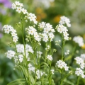 Niezapominajka biała Forget-me-not White o pięknych białych kwiatach nasiona 0,1 g - ReinSaat