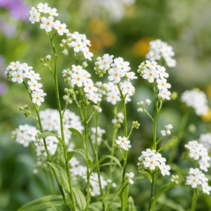 Niezapominajka biała Forget-me-not White o pięknych białych kwiatach nasiona 0,1 g - ReinSaat