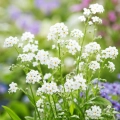 Niezapominajka biała Forget-me-not White o pięknych białych kwiatach nasiona 0,1 g - ReinSaat