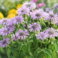 Pysznogłówka miętowa Mint-leaved Bergamot o intensywnie aromatycznych liściach i dekoracyjnych różowo-fioletowych kwiatach nasiona około 250 roślin - ReinSaat