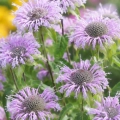 Pysznogłówka miętowa Mint-leaved Bergamot o intensywnie aromatycznych liściach i dekoracyjnych różowo-fioletowych kwiatach nasiona około 250 roślin - ReinSaat