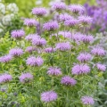 Pysznogłówka miętowa Mint-leaved Bergamot o intensywnie aromatycznych liściach i dekoracyjnych różowo-fioletowych kwiatach nasiona około 250 roślin - ReinSaat