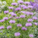 Pysznogłówka miętowa Mint-leaved Bergamot o intensywnie aromatycznych liściach i dekoracyjnych różowo-fioletowych kwiatach nasiona około 250 roślin - ReinSaat