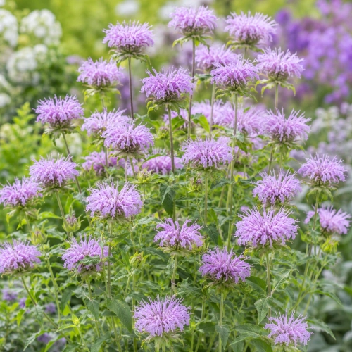 Pysznogłówka miętowa Mint-leaved Bergamot o intensywnie aromatycznych liściach i dekoracyjnych różowo-fioletowych kwiatach nasiona około 250 roślin - ReinSaat