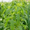Pysznogłówka miętowa Mint-leaved Bergamot o intensywnie aromatycznych liściach i dekoracyjnych różowo-fioletowych kwiatach nasiona około 250 roślin - ReinSaat