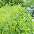 Pysznogłówka miętowa Mint-leaved Bergamot o intensywnie aromatycznych liściach i dekoracyjnych różowo-fioletowych kwiatach nasiona około 250 roślin - ReinSaat