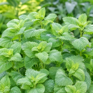 Melisa lekarska Lemon Balm o świeżym cytrynowym aromacie nasiona 0,3 g - ReinSaat