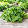 Melisa lekarska Lemon Balm o świeżym cytrynowym aromacie nasiona 0,3 g - ReinSaat