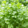 Kolendra tajska Thai Coriander o aromatycznych liściach nasiona 5 g - ReinSaat