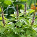 Bazylia Tulsi o aromatycznych liściach i owocowo-słodkim zapachu nasiona 0,2 g - ReinSaat
