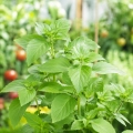 Bazylia Tulsi o aromatycznych liściach i owocowo-słodkim zapachu nasiona 0,2 g - ReinSaat
