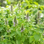Bazylia Tulsi o aromatycznych liściach i owocowo-słodkim zapachu nasiona 0,2 g - ReinSaat