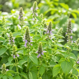 Bazylia Tulsi o aromatycznych liściach i owocowo-słodkim zapachu nasiona 0,2 g - ReinSaat