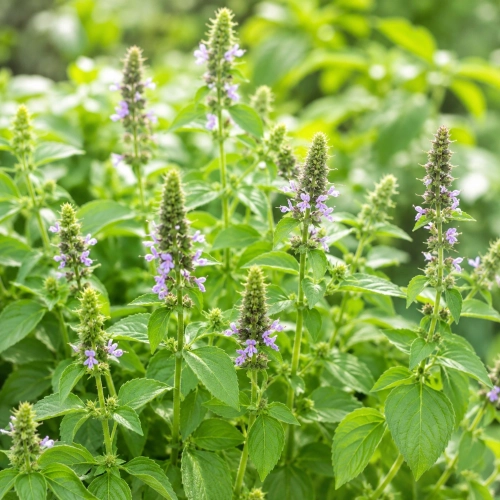 Bazylia Tulsi o aromatycznych liściach i owocowo-słodkim zapachu nasiona 0,2 g - ReinSaat