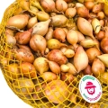 Cebula Dymka Senshyu Yellow ŻÓŁTA ZIMOWA (20-25mm) 500g PL