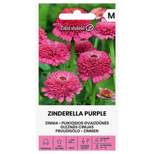 Cynia wytworna Zinderella Purple odmiana o kwiatach pełnych w różowym kolorze nasiona 20 szt. - Žalia stotelė