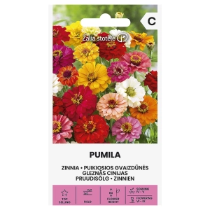 Cynia wytworna Pumila odmiana o licznych półpełnych kwiatach nasiona 1 g - Žalia stotelė