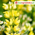 Łubin Żółty na poplon nasiona do siewu 1kg