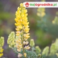 Łubin Żółty na poplon nasiona do siewu 1kg