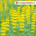 Łubin Żółty na poplon nasiona do siewu 1kg