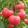 Pomidor Rosento nasiona 1 g - FRANCHI
