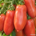 Pomidor S. Marzano Gigante 3 sel. Redorta nasiona 0,25 g - FRANCHI