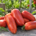 Pomidor S. Marzano Gigante 3 sel. Redorta nasiona 0,25 g - FRANCHI