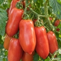 Pomidor S. Marzano Gigante 3 sel. Redorta nasiona 0,25 g - FRANCHI