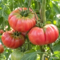 Pomidor Beefsteak nasiona 0,5 g - FRANCHI