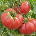 Pomidor Beefsteak nasiona 0,5 g - FRANCHI