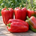 Papryka Macio F1 nasiona 0,15g - FRANCHI