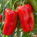 Papryka Macio F1 nasiona 0,15g - FRANCHI