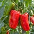 Papryka Macio F1 nasiona 0,15g - FRANCHI