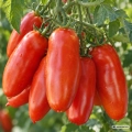 Pomidor S. Marzano 2 nasiona 1,25 g - FRANCHI