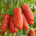 Pomidor S. Marzano 2 nasiona 1,25 g - FRANCHI