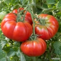 Pomidor Pantano nasiona 1,5 g - FRANCHI