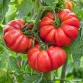 Pomidor Costoluto di Parma nasiona 1,5 g - FRANCHI