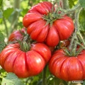 Pomidor Costoluto Fiorentino nasiona 1,5 g - FRANCHI