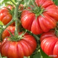 Pomidor Costoluto Fiorentino nasiona 1,5 g - FRANCHI