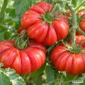 Pomidor Costoluto Fiorentino nasiona 1,5 g - FRANCHI