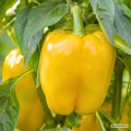 Papryka słodka Giallo di Cuneo nasiona 1,5g - FRANCHI
