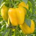 Papryka słodka Giallo di Cuneo nasiona 1,5g - FRANCHI